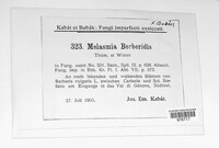 Leptostroma berberidis image